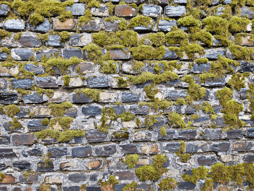 Close-up of a weathered brick wall in a basement setting, with irregular stones and mortar visible. The wall is partially covered in green damp moss growing on the surface, indicating moisture issues. The lighting highlights the texture of the bricks and moss, emphasizing the need for moisture control and surface cleaning to prevent further damp and mould development. The setting aligns with the focus on mould and damp treatment for South Wimbledon basements, as offered by Merton Cleaners, specialists in cleaning and sanitisation services for residential and commercial properties.